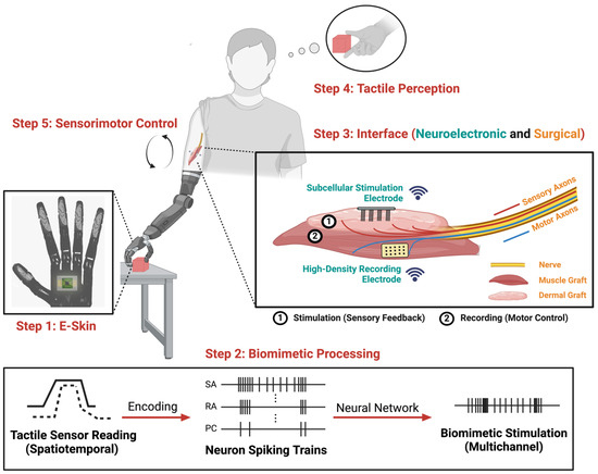 Neuroprosthetics: From Rewiring Paralysis to Upgrading the Mind